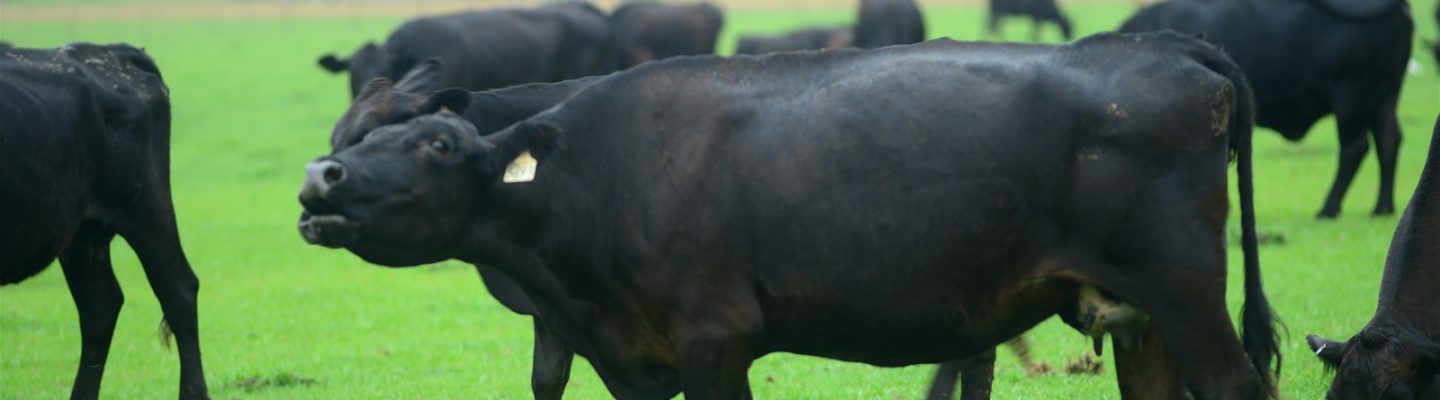 Paano malaman kung apektado ng Mad Cow Disease?