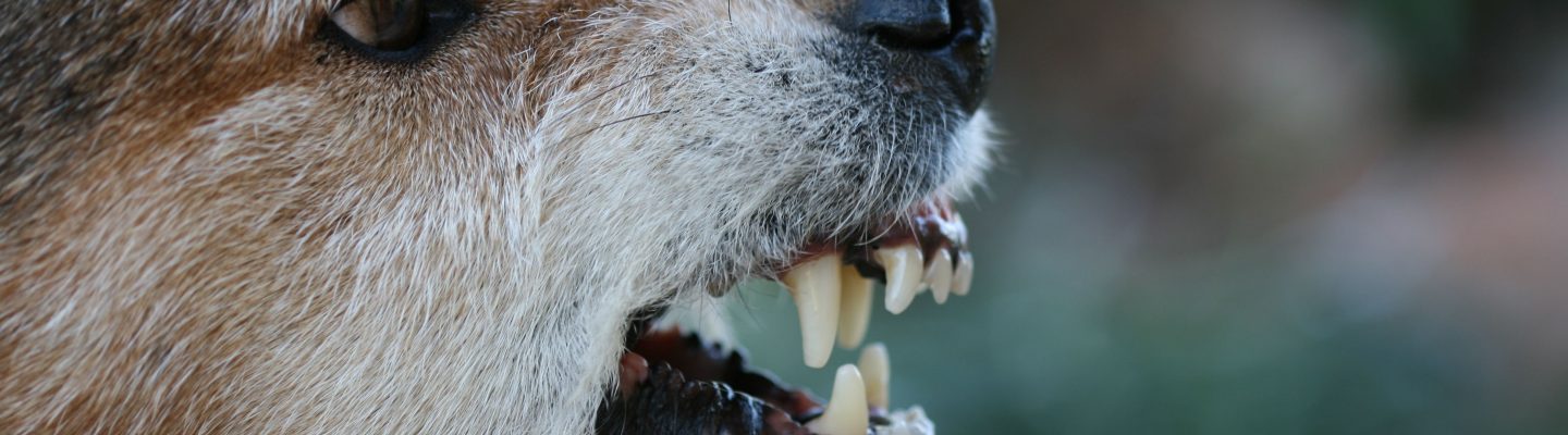 Ano ang gamot sa impeksyon ng rabies?