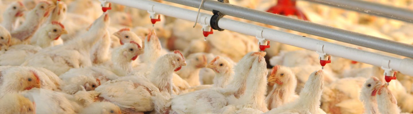 Ano ang mga sintomas ng Bird Flu?