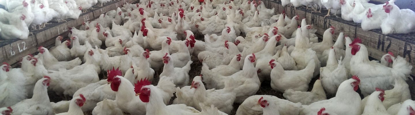 Ano ang gamot sa Bird Flu?