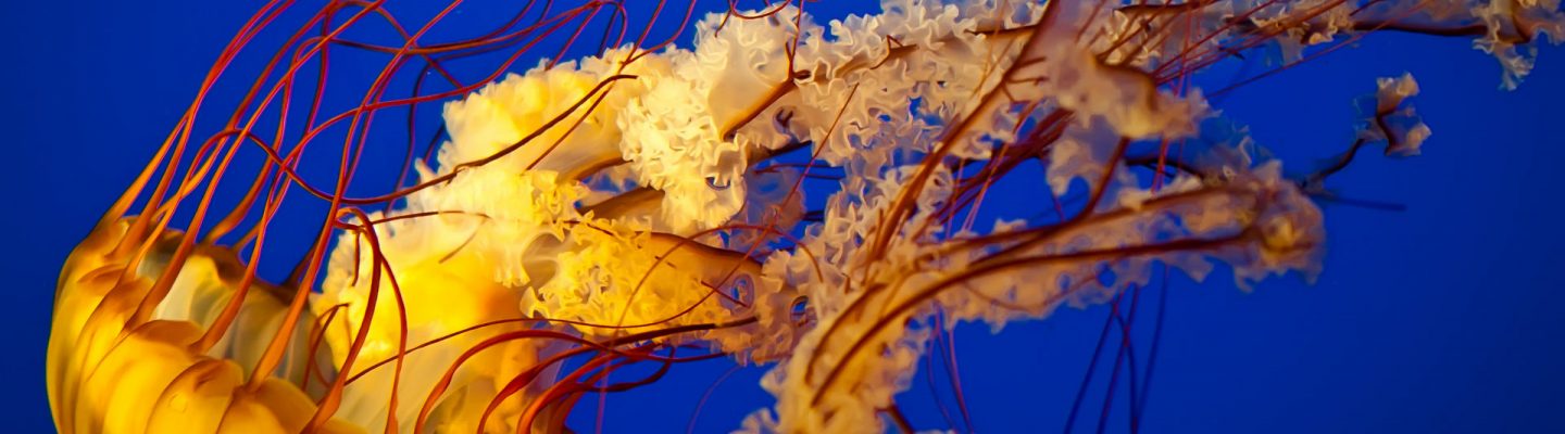 Epektibo ba ang ihi bilang pangontra sa lason ng dikya o jellyfish?