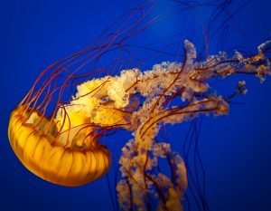 jellyfish jellyfish