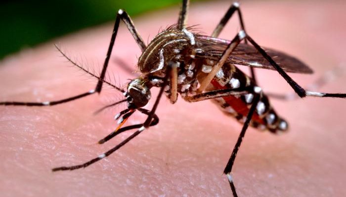 Ano ang mga sintomas ng dengue fever?