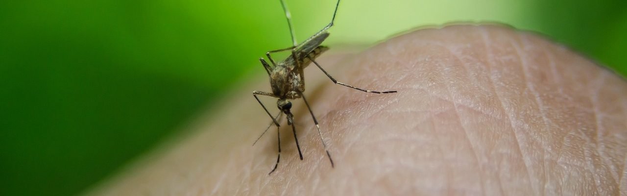 Paano makaiwas sa chikungunya?