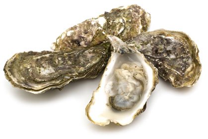 oyster