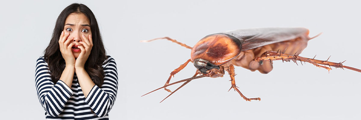 Kagat ng Ipis (Cockroach Bite)